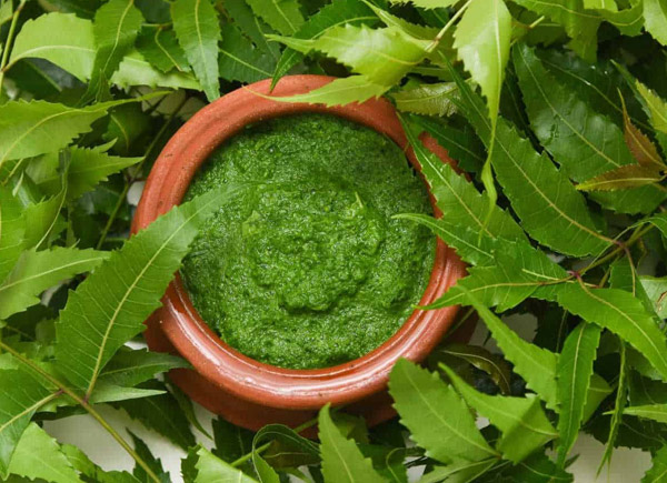 Lá neem từ lâu đã được thêm vào các công thức trị mụn đầu đen tại nhà hiệu quả